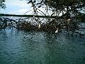 25 - Mangrove 051